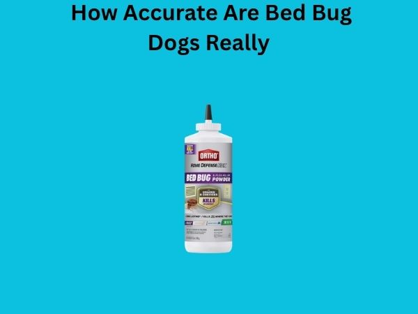 How Accurate Are Bed Bug Dogs Really