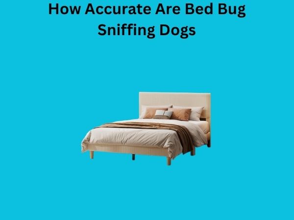 How Accurate Are Bed Bug Sniffing Dogs