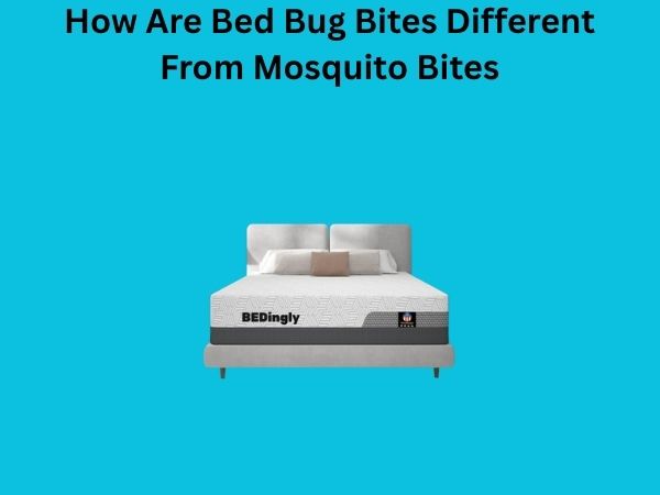 How Are Bed Bug Bites Different From Mosquito Bites
