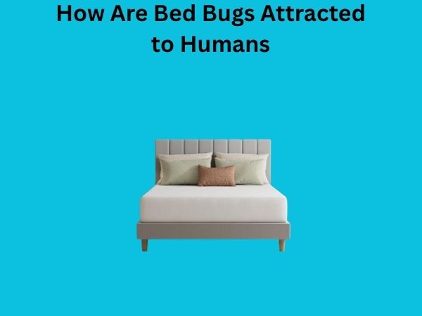 How Are Bed Bugs Attracted to Humans