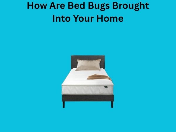 How Are Bed Bugs Brought Into Your Home
