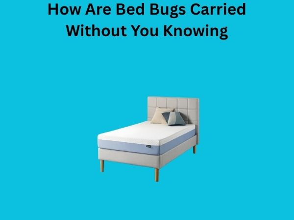 How Are Bed Bugs Carried Without You Knowing
