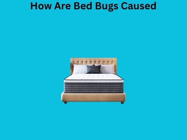 How Are Bed Bugs Caused