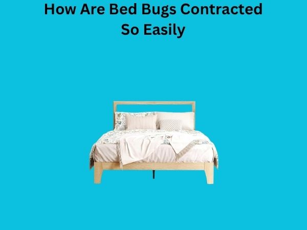 How Are Bed Bugs Contracted So Easily