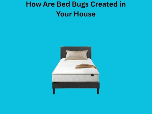 How Are Bed Bugs Created in Your House