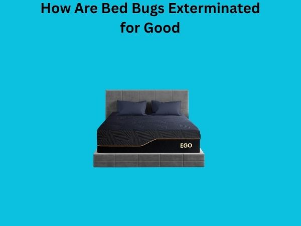 How Are Bed Bugs Exterminated for Good
