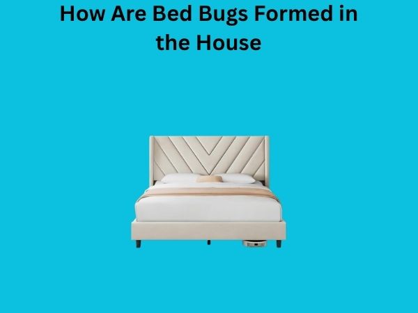 How Are Bed Bugs Formed in the House