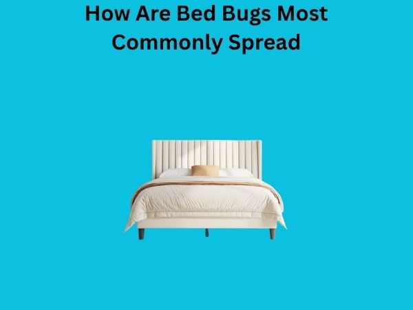 How Are Bed Bugs Most Commonly Spread