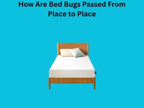 How Are Bed Bugs Passed From Place to Place