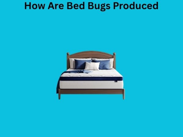 How Are Bed Bugs Produced